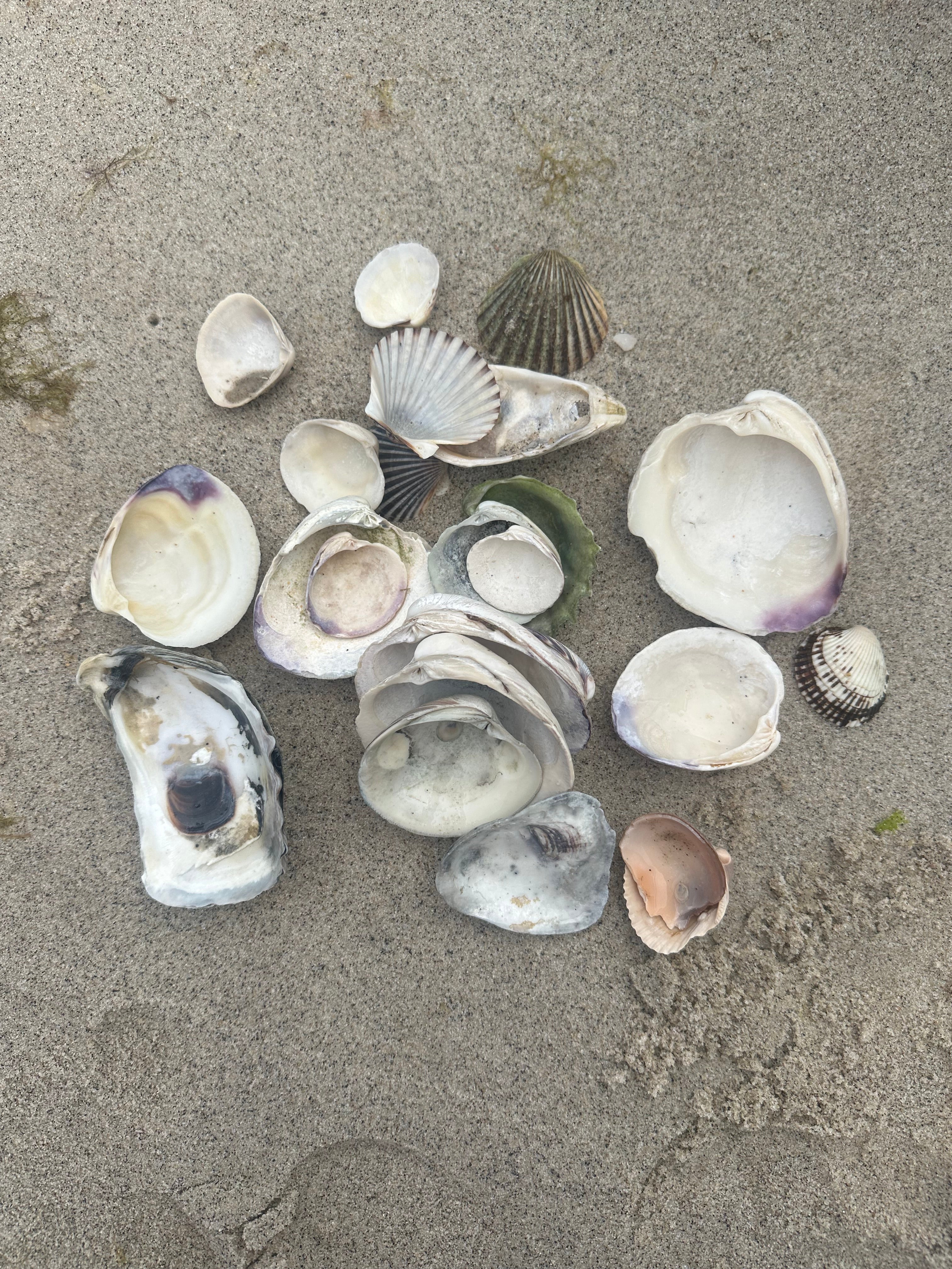 collected seashells from Cape cod