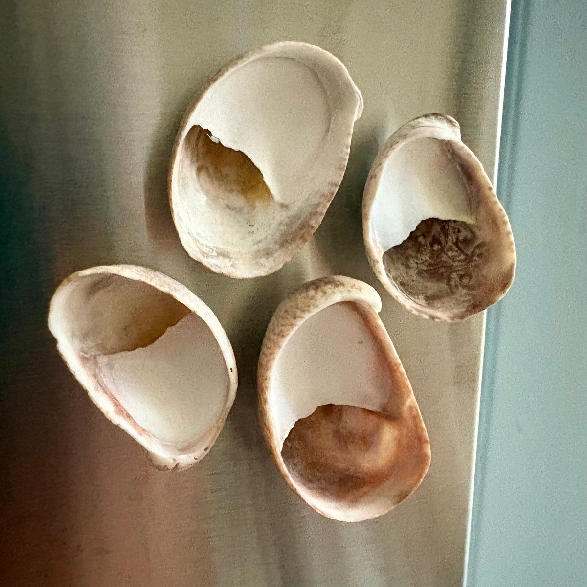 Lady Slipper Shell Magnet