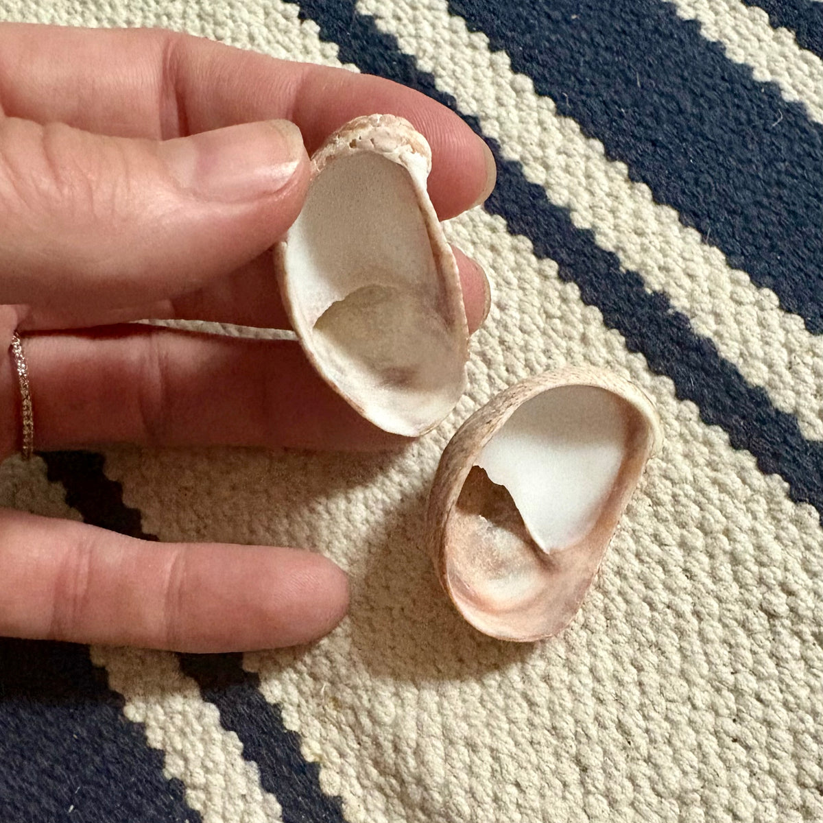 Lady Slipper Shell Magnet