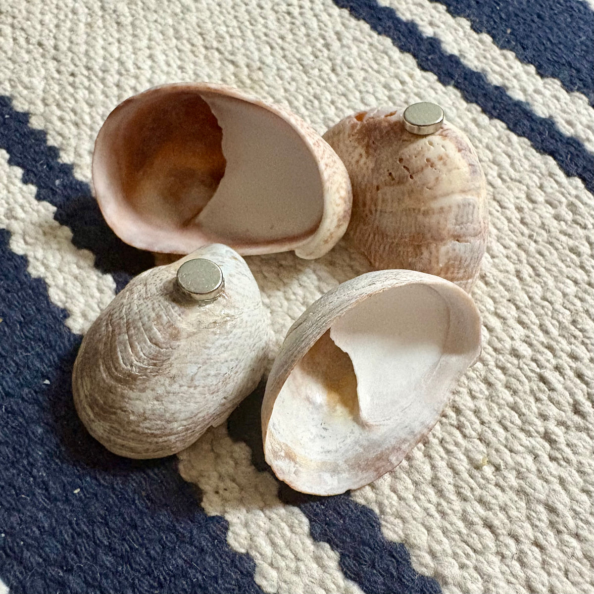 Lady Slipper Shell Magnet