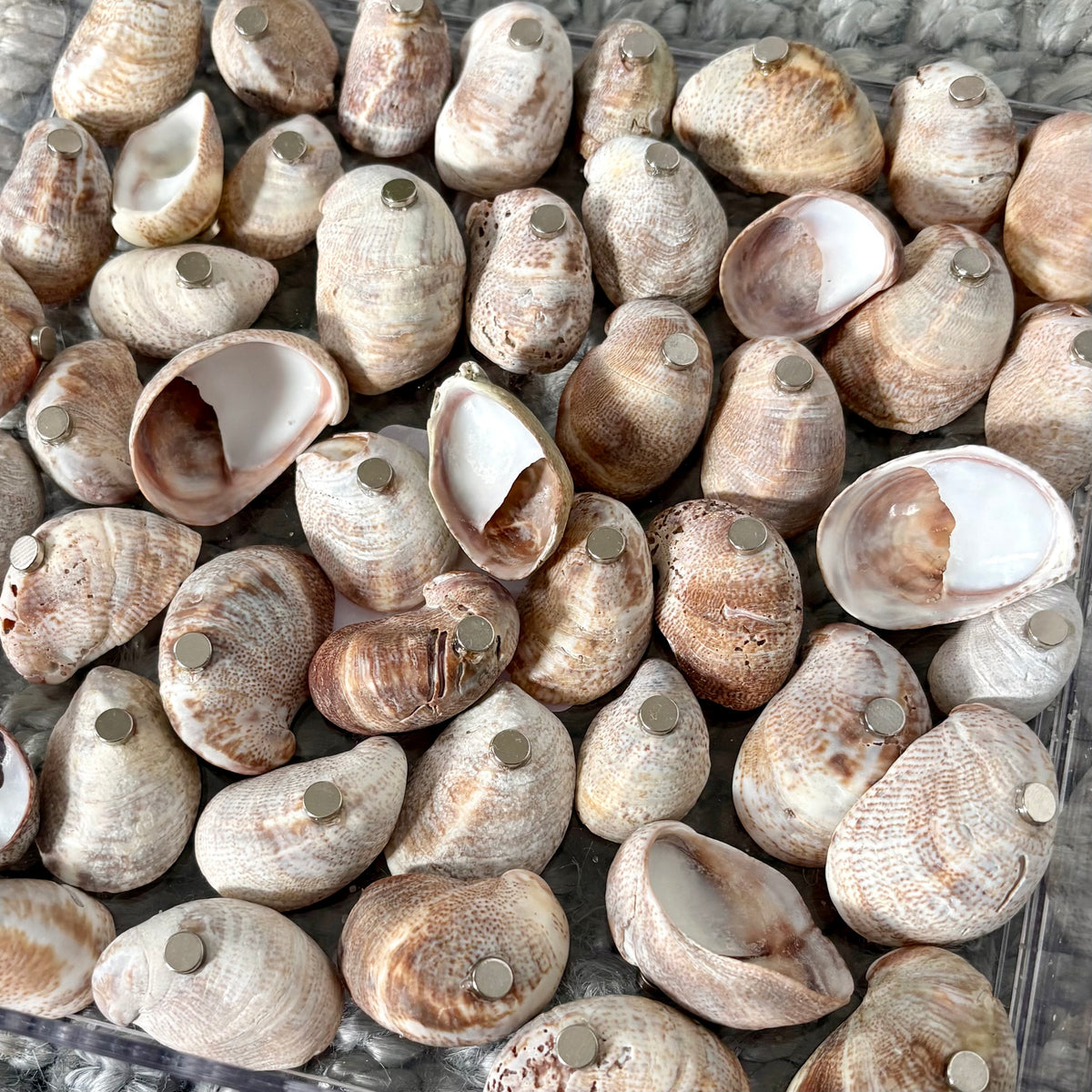 Lady Slipper Shell Magnet